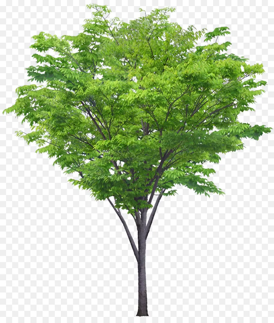 Arbre Vert，Feuilles PNG