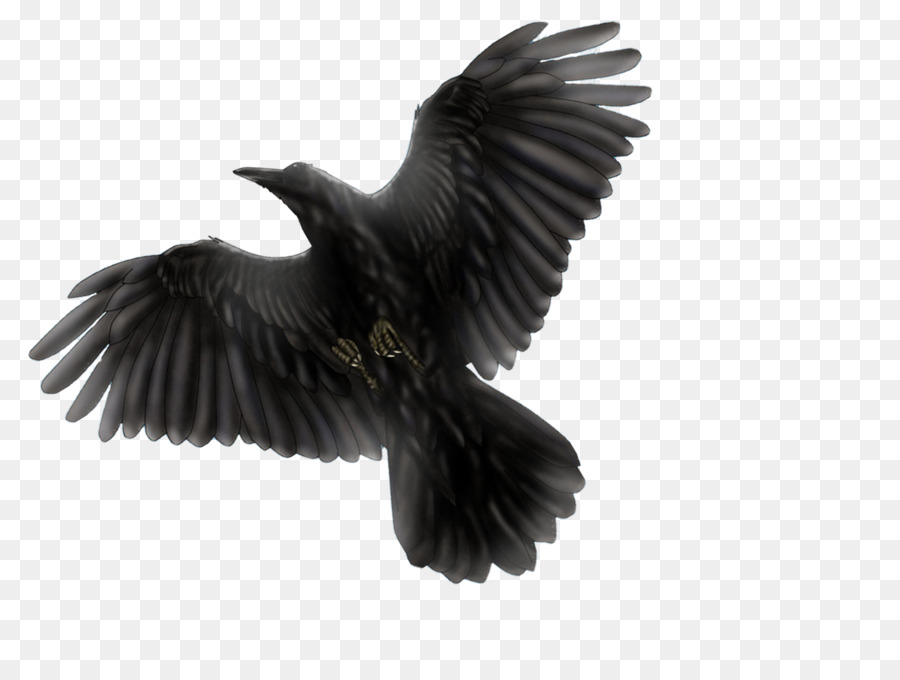 Oiseau Le Grand Corbeau Vol Png Oiseau Le Grand Corbeau Vol Transparentes Png Gratuit