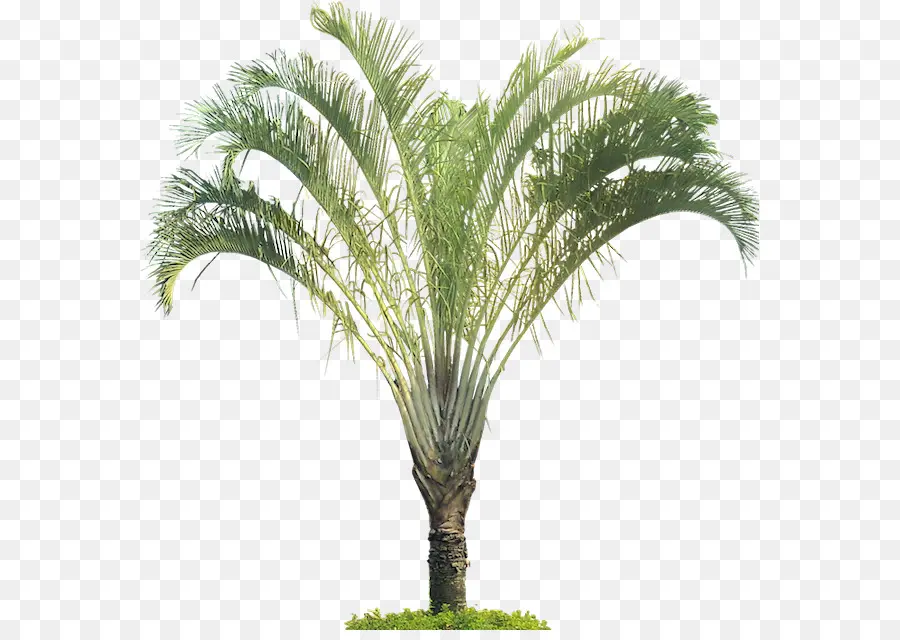 Plante De Palmier，Feuillage PNG