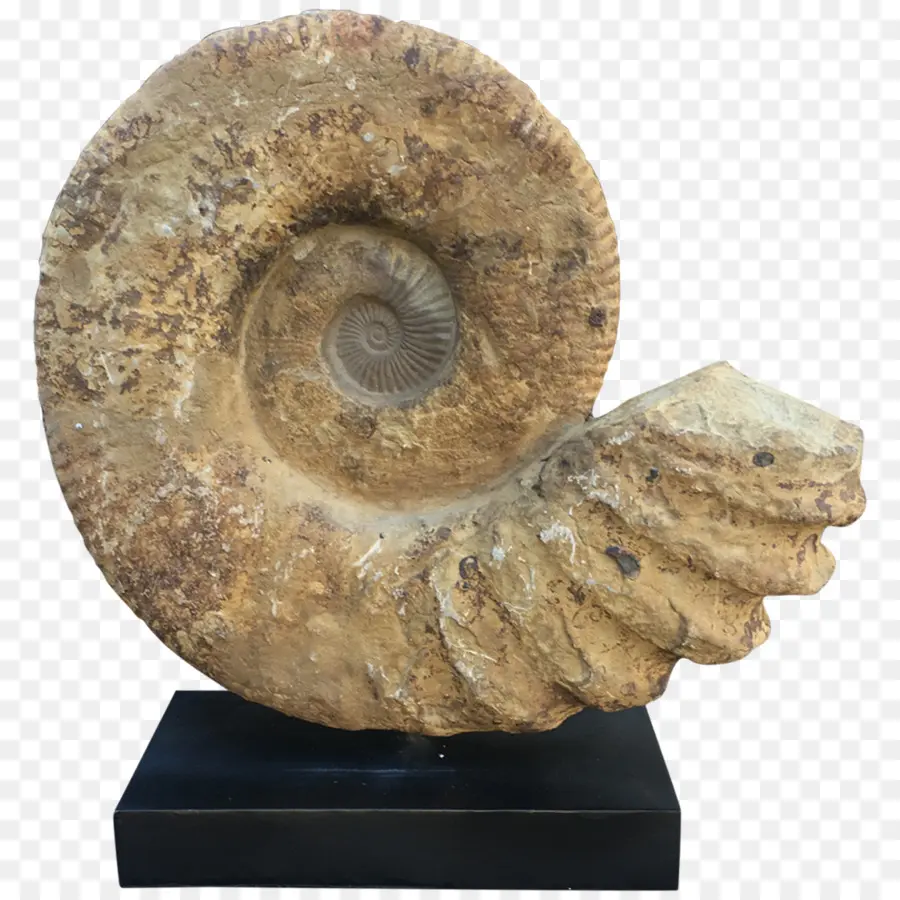 Fossile，Ammonite PNG