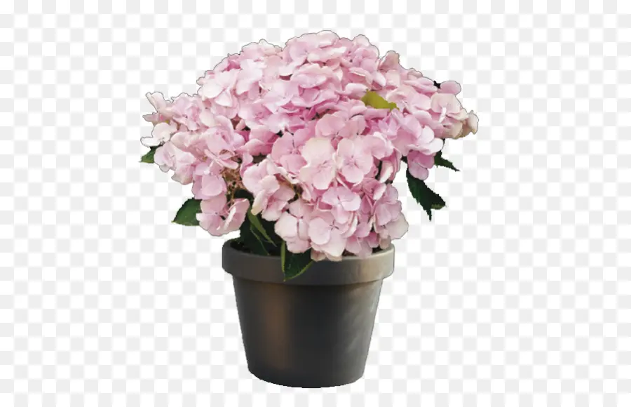 Fleurs Roses，Fleurs PNG