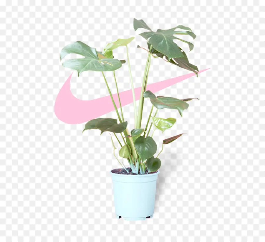 Plante Verte，Plante En Pot PNG