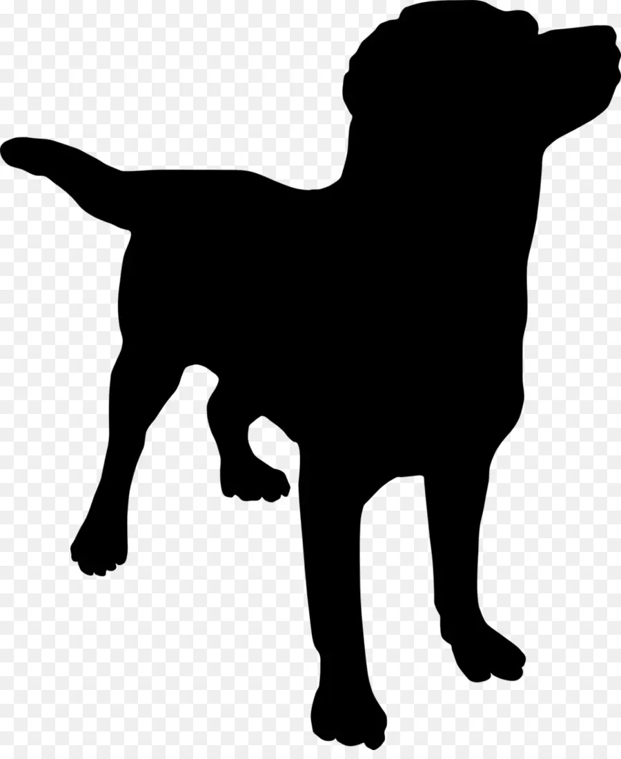 Silhouette De Chien，Canin PNG