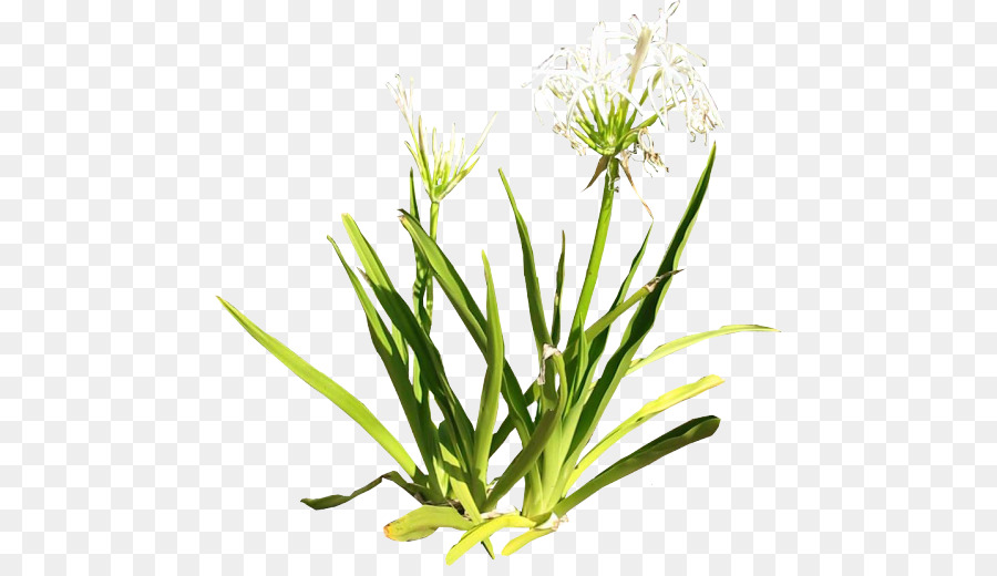 Plante，Lys PNG