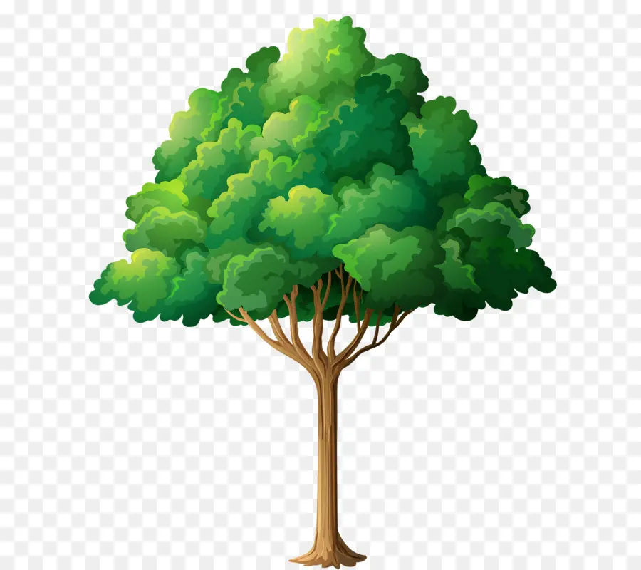 Arbre Vert，Arbre PNG