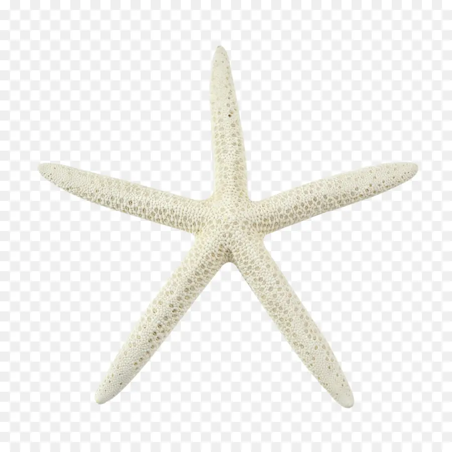 Étoile De Mer，Blanc PNG