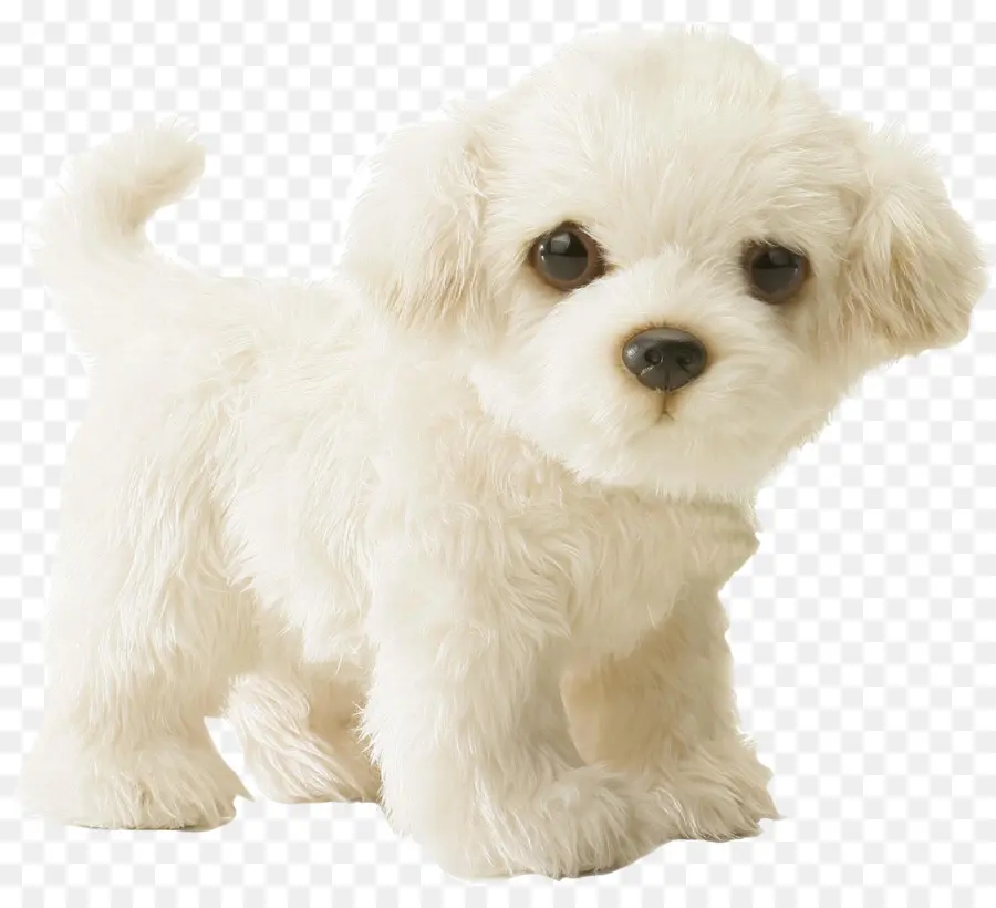 Chiot，Chien PNG