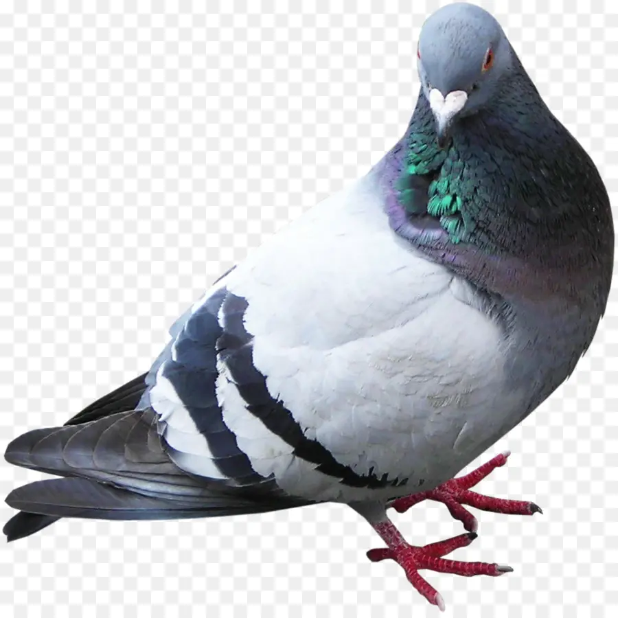 Pigeon，Plumes PNG