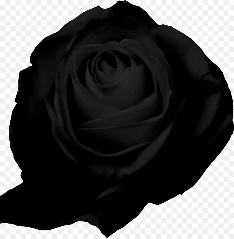 Rose Noire，Sombre PNG