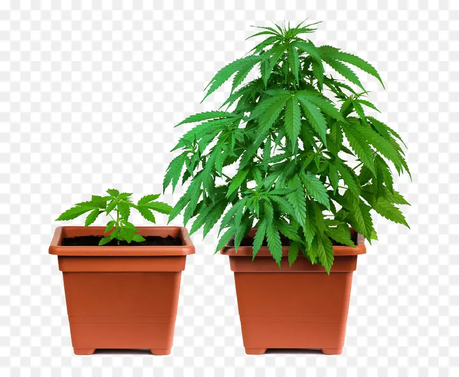 Plantes En Pot，Vert PNG