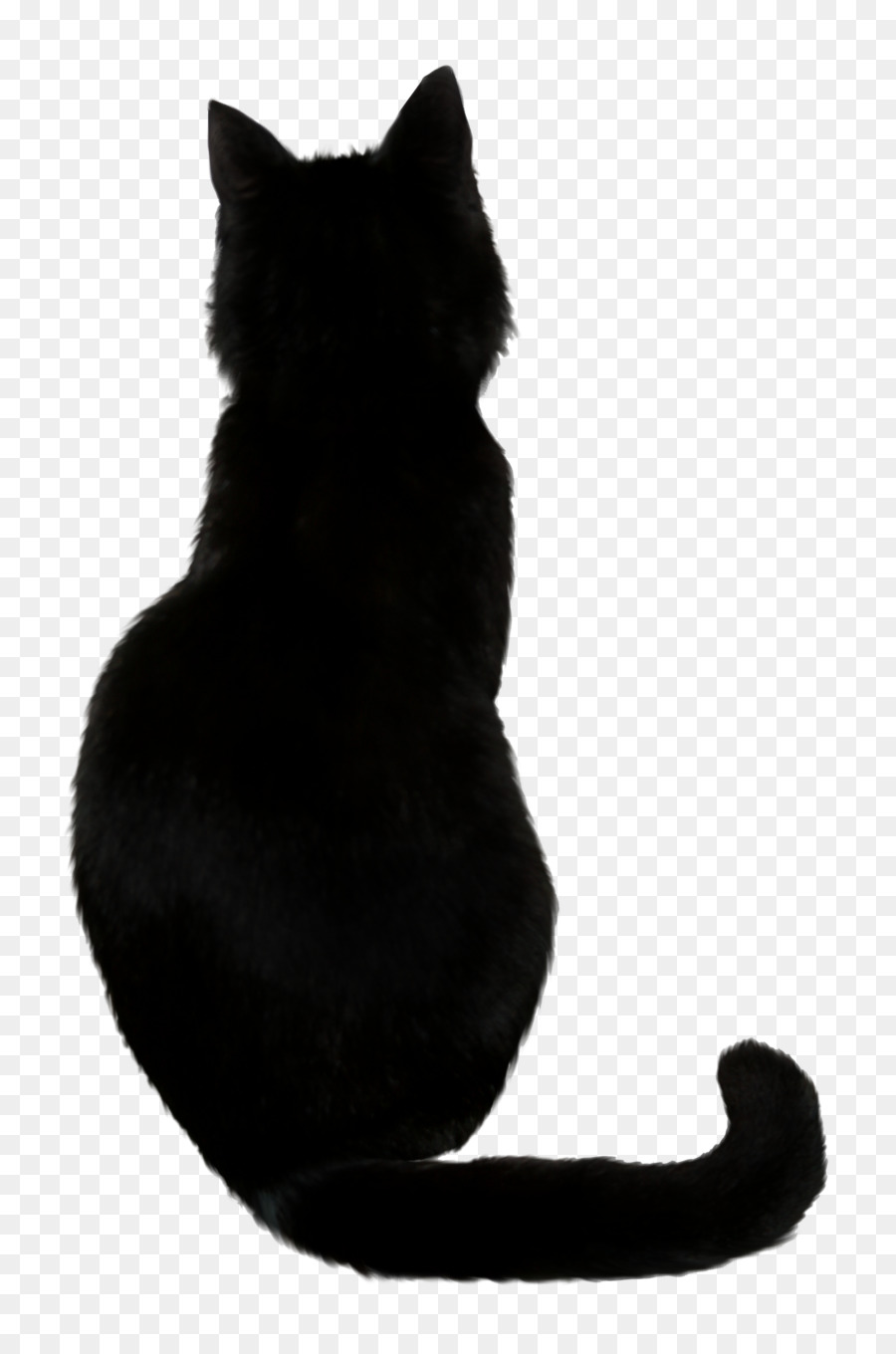 Chat Noir，Animal De Compagnie PNG