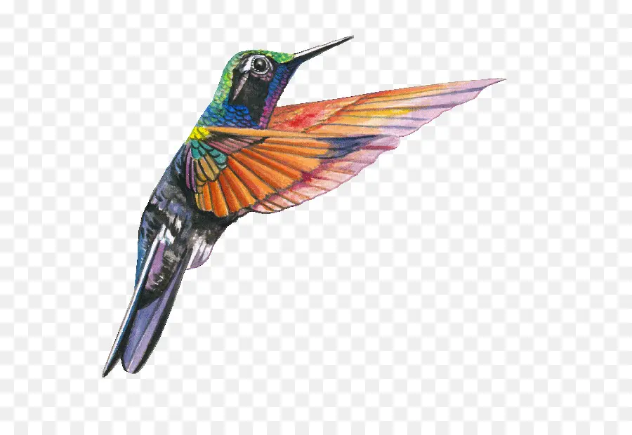 Colibri，Oiseau PNG