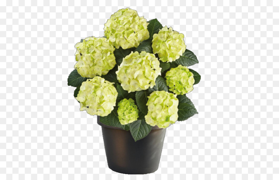 Caipirinha，Français Hortensia PNG