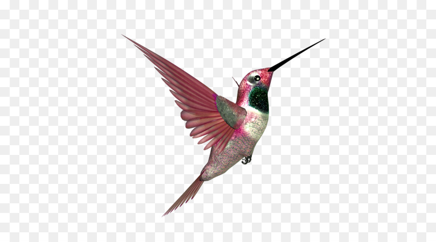 Colibri Oiseau Bec Png Colibri Oiseau Bec Transparentes Png Gratuit