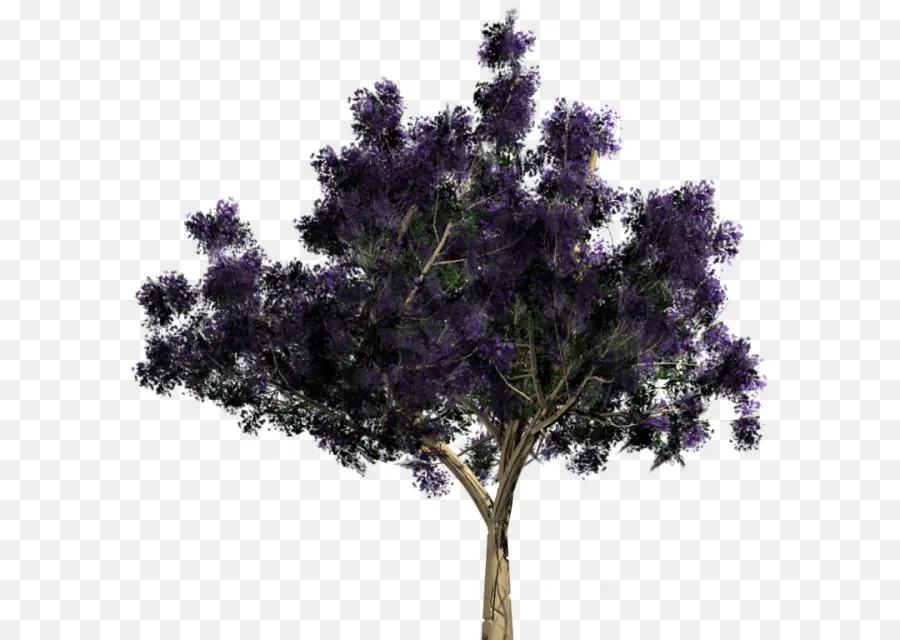 Arbre Violet，Arbre PNG