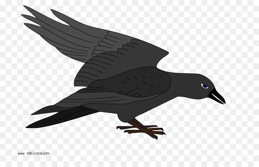 Oiseau，Dessin PNG