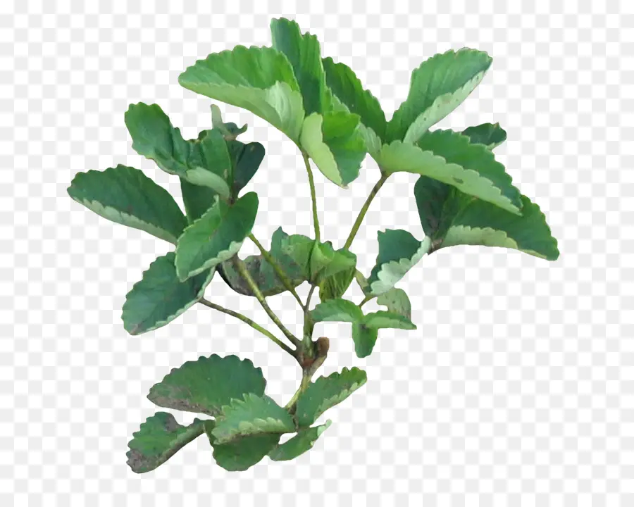 Plante Verte，Feuilles PNG