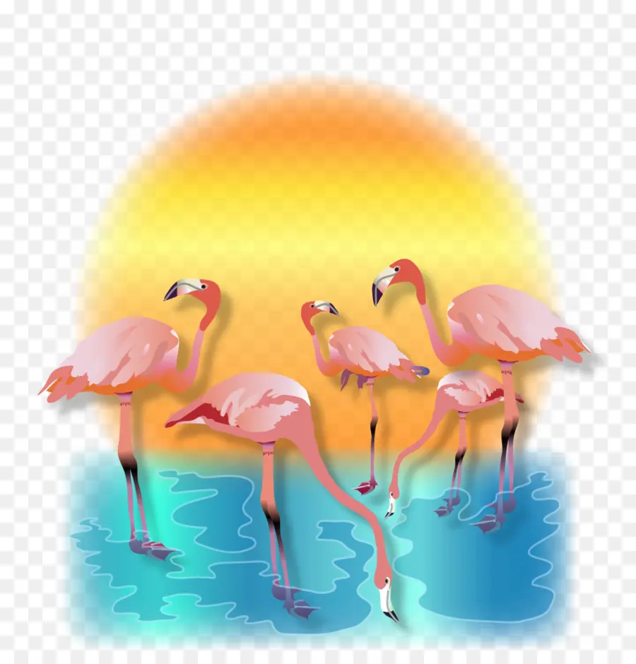 Flamants Roses，Coucher De Soleil PNG