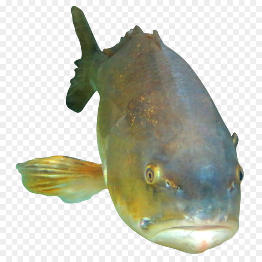 Les Poissons，De Fruits De Mer PNG