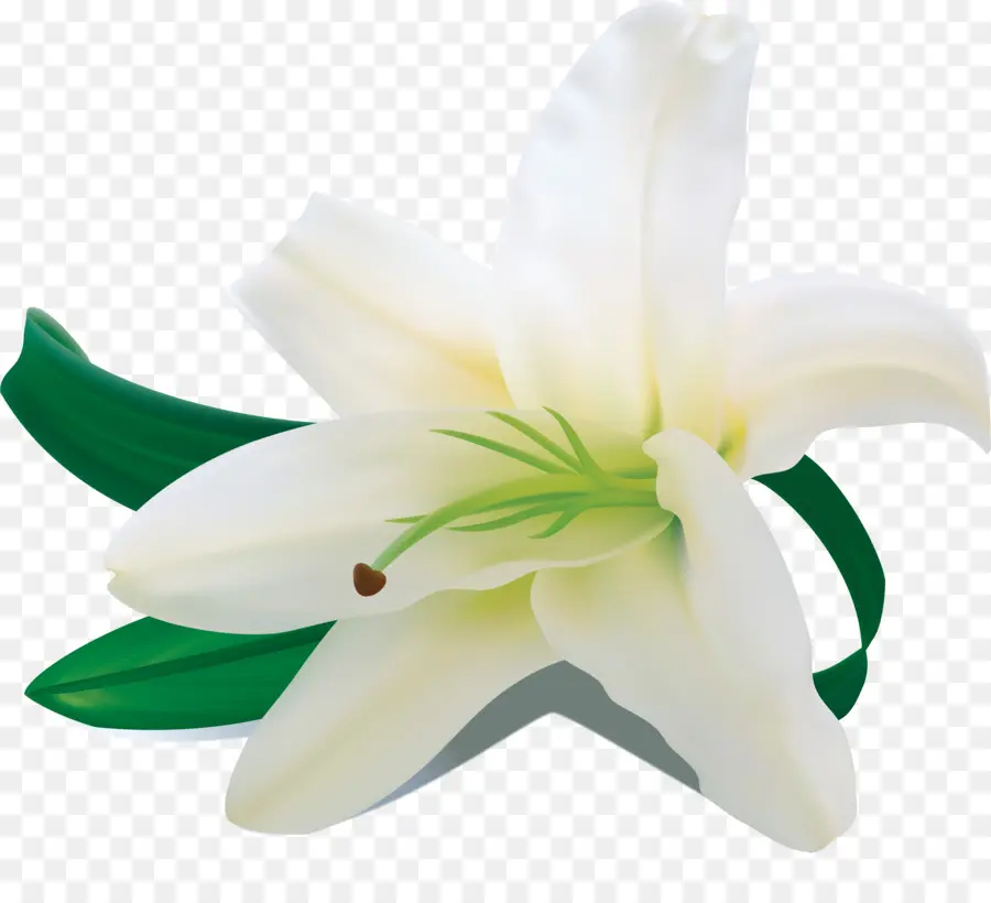 Lily White，Amaryllis Belladonna PNG