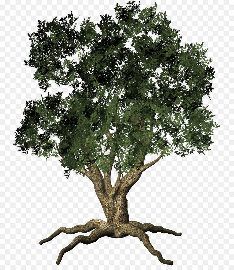 Arbre，Succursales PNG