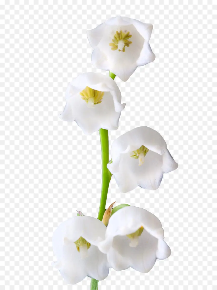 Le Lys De La Vallée，Lily White PNG