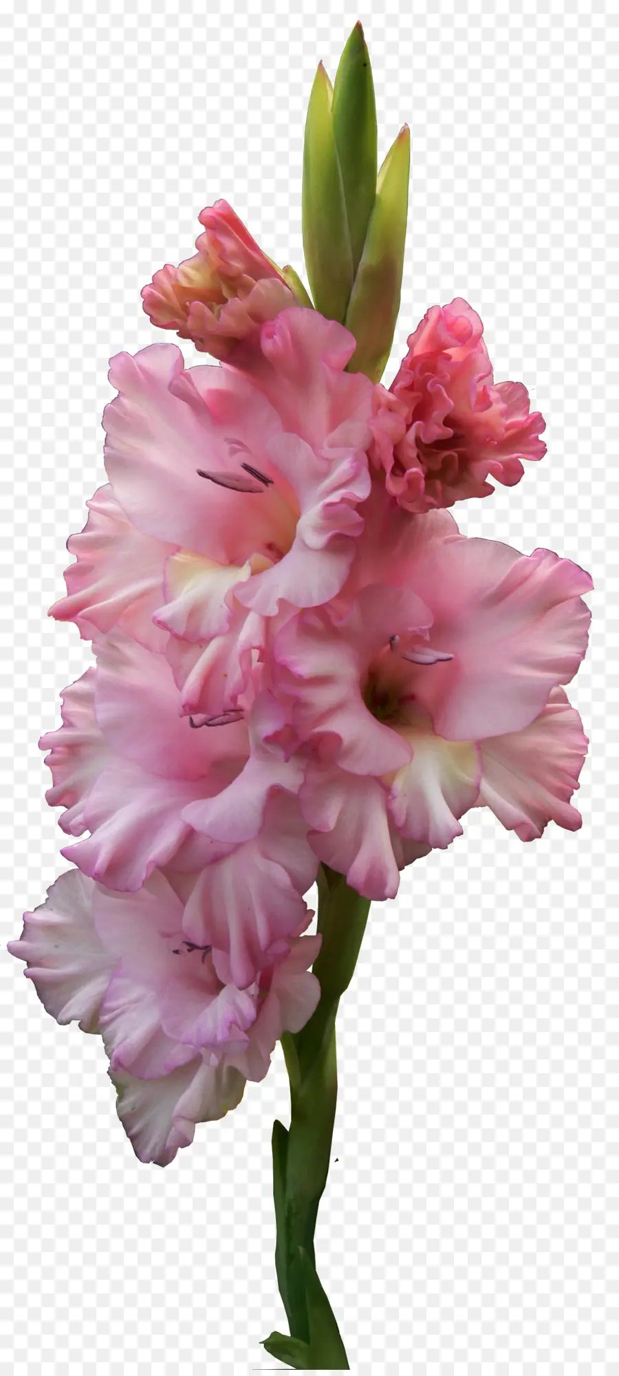 Fleur，Gladiolus Murielae PNG