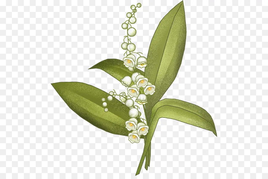 Muguet，Feuilles Vertes PNG