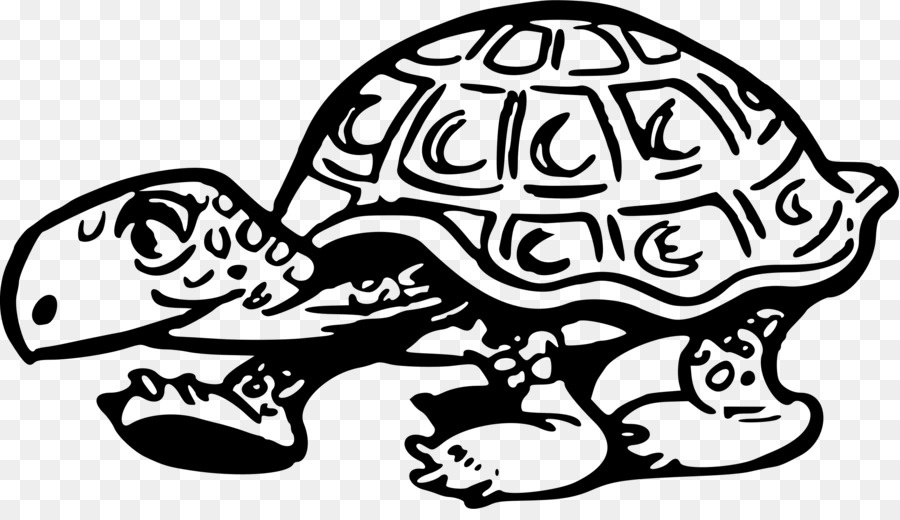 Tortue，Coquille PNG