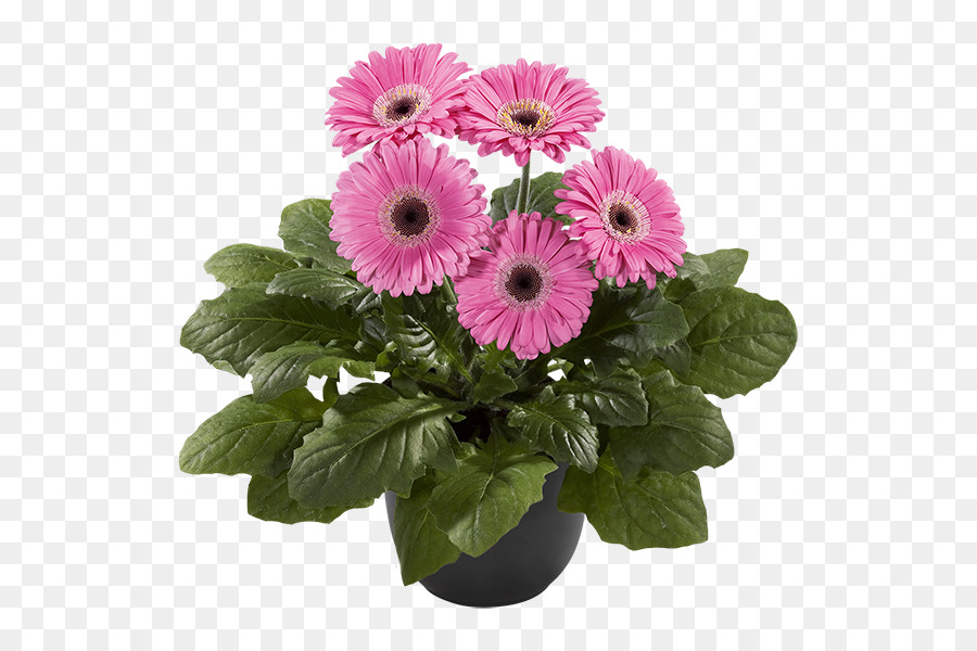 Marguerite Du Transvaal Les Fleurs Coupées Fleur Png