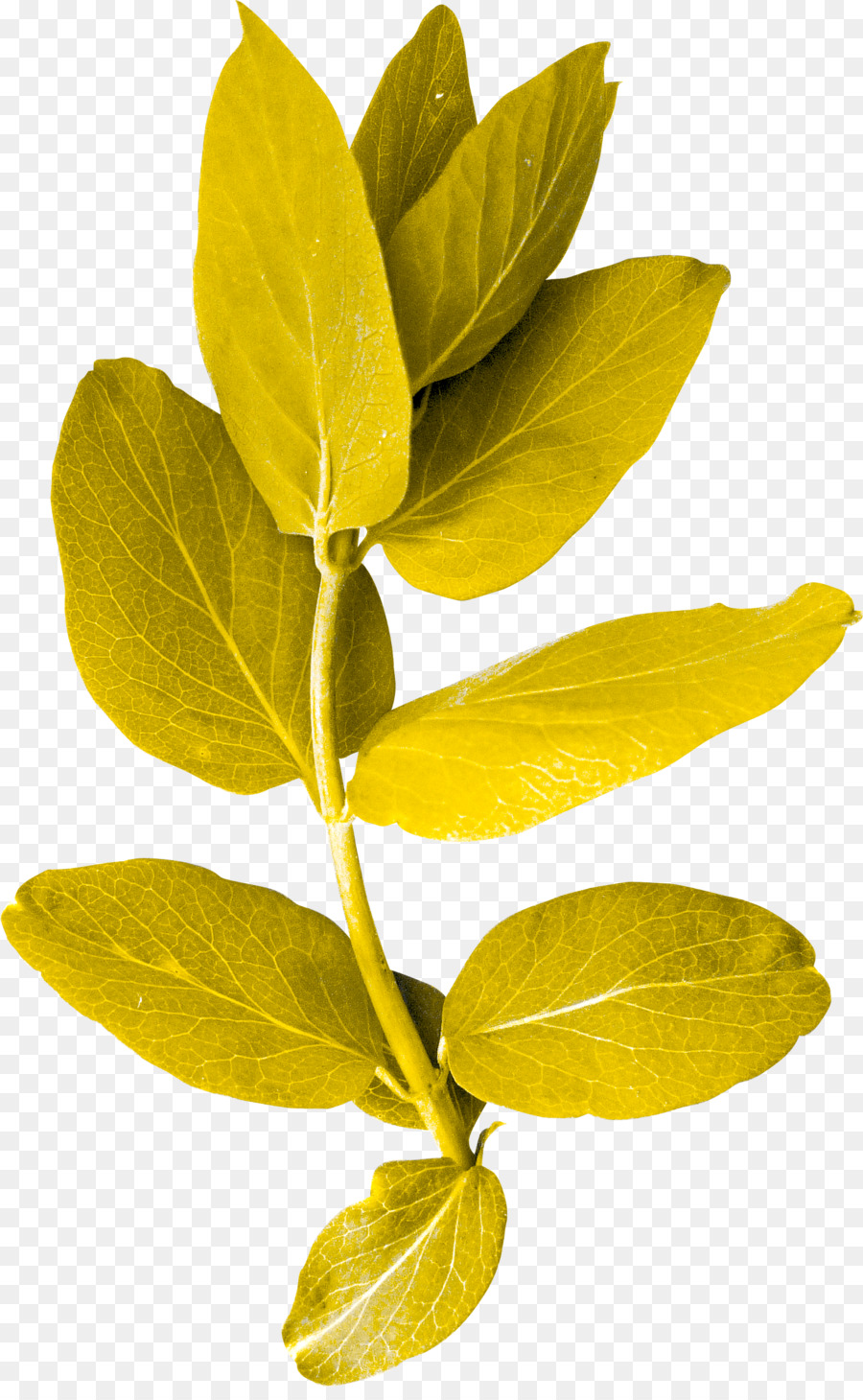 Feuille D'or，Automne PNG