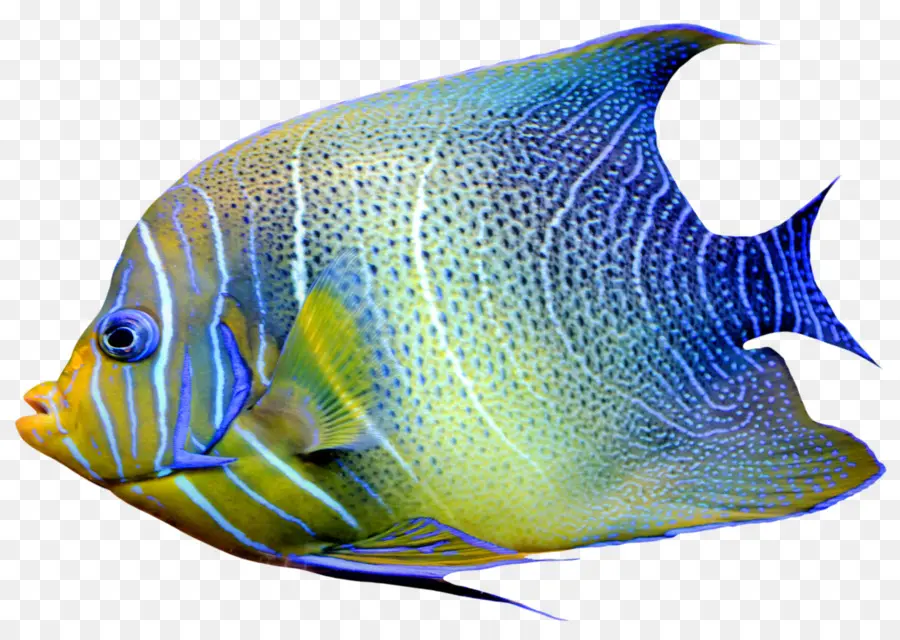 Poisson Rouge，Chaetodon PNG