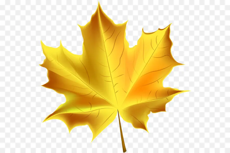 Feuille D'érable Colorée，Automne PNG