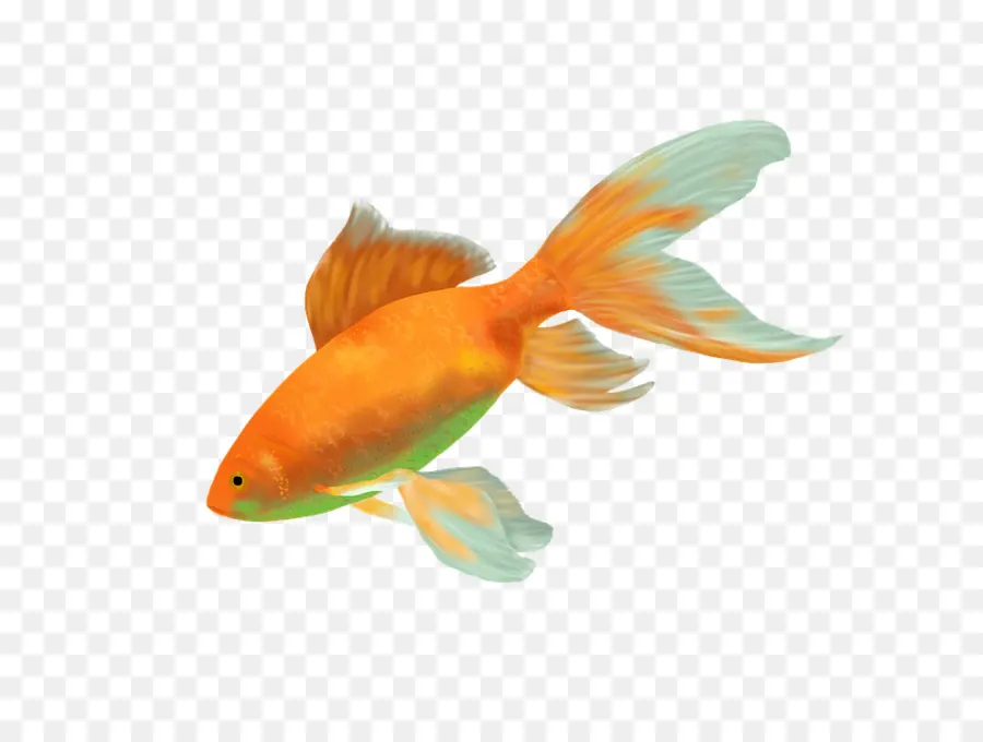 Poisson Rouge，Aquatique PNG