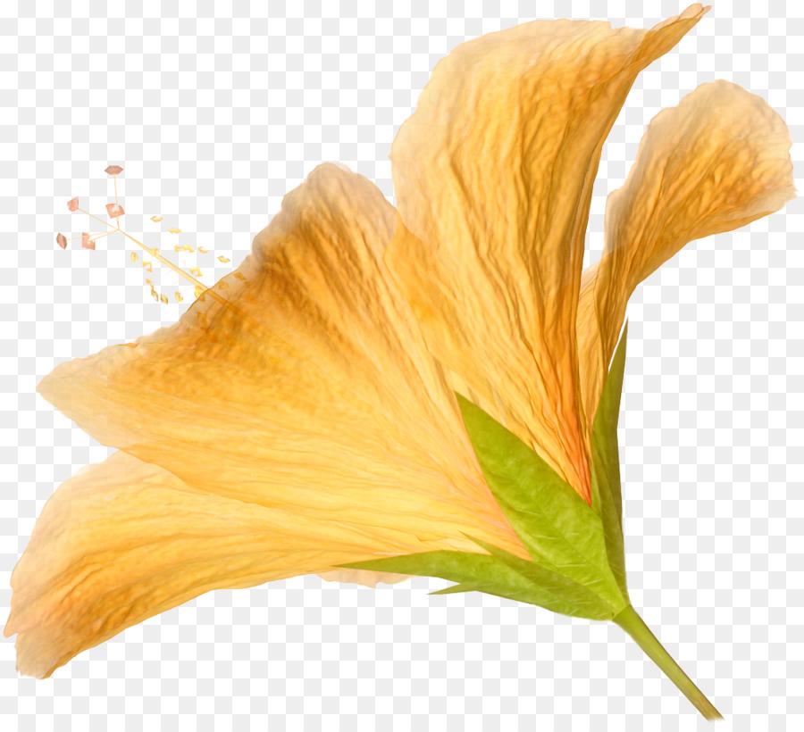 Fleur，Blanc PNG