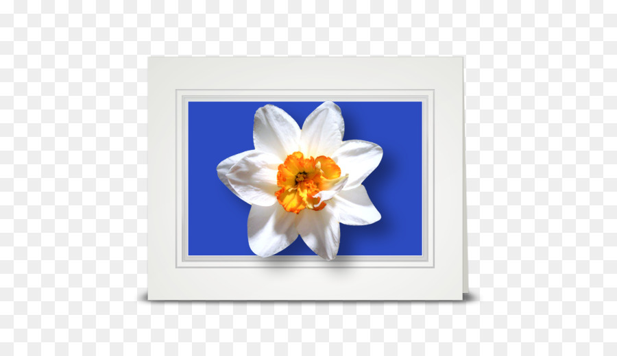 Fleur，Jonquille PNG