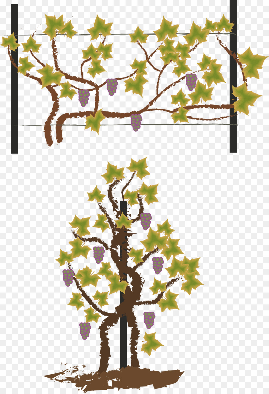 Vin，Arbre PNG