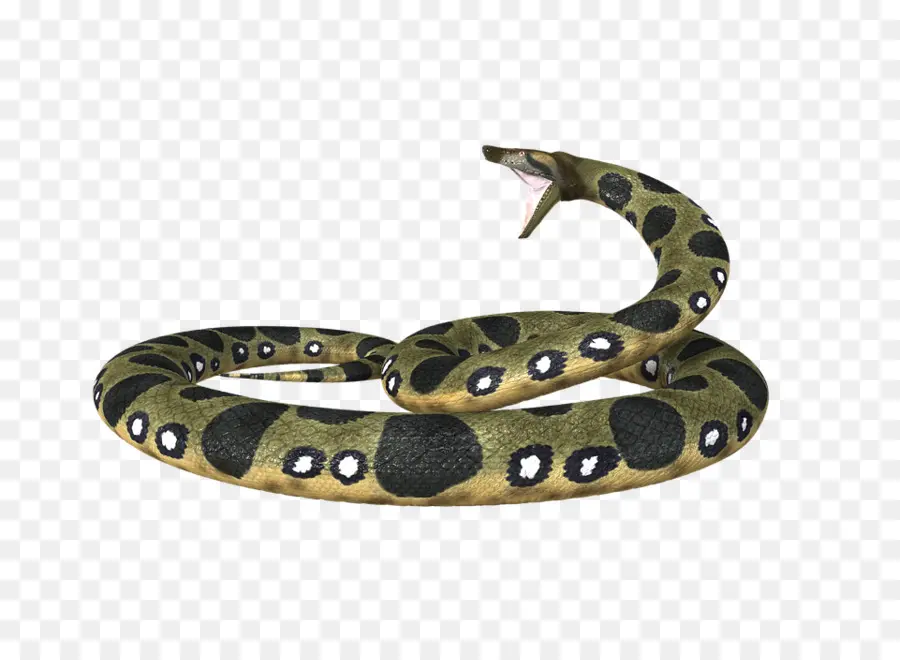 Serpent，Reptile PNG