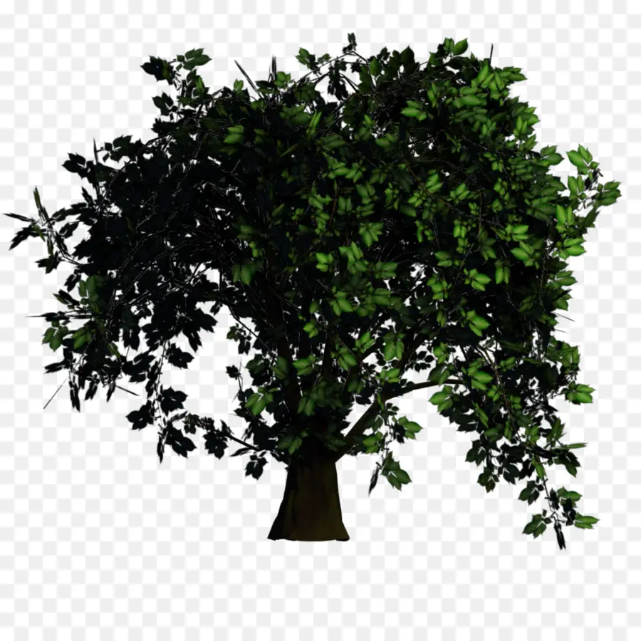 Arbre Vert，Nature PNG