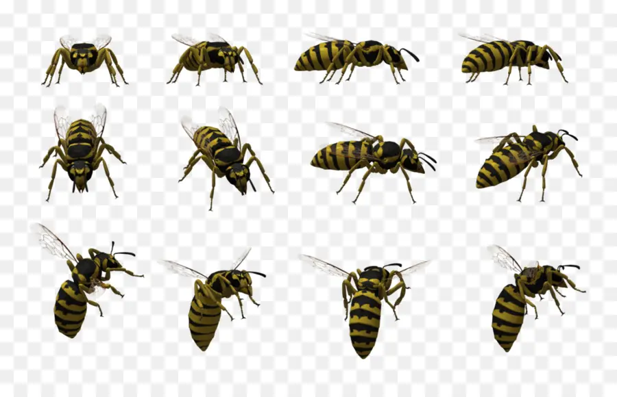 Abeilles，Vol PNG