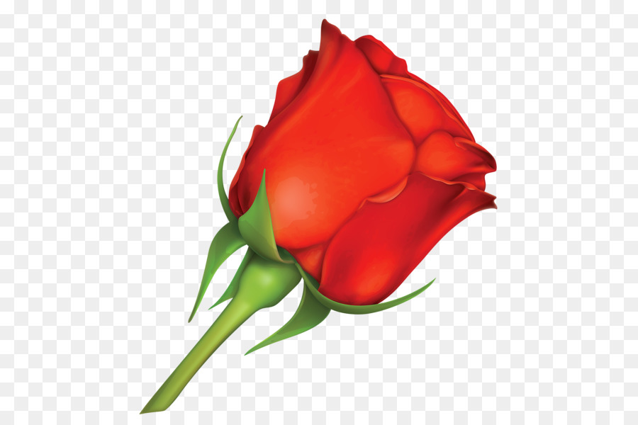 Rose Rouge，Feuilles Vertes PNG