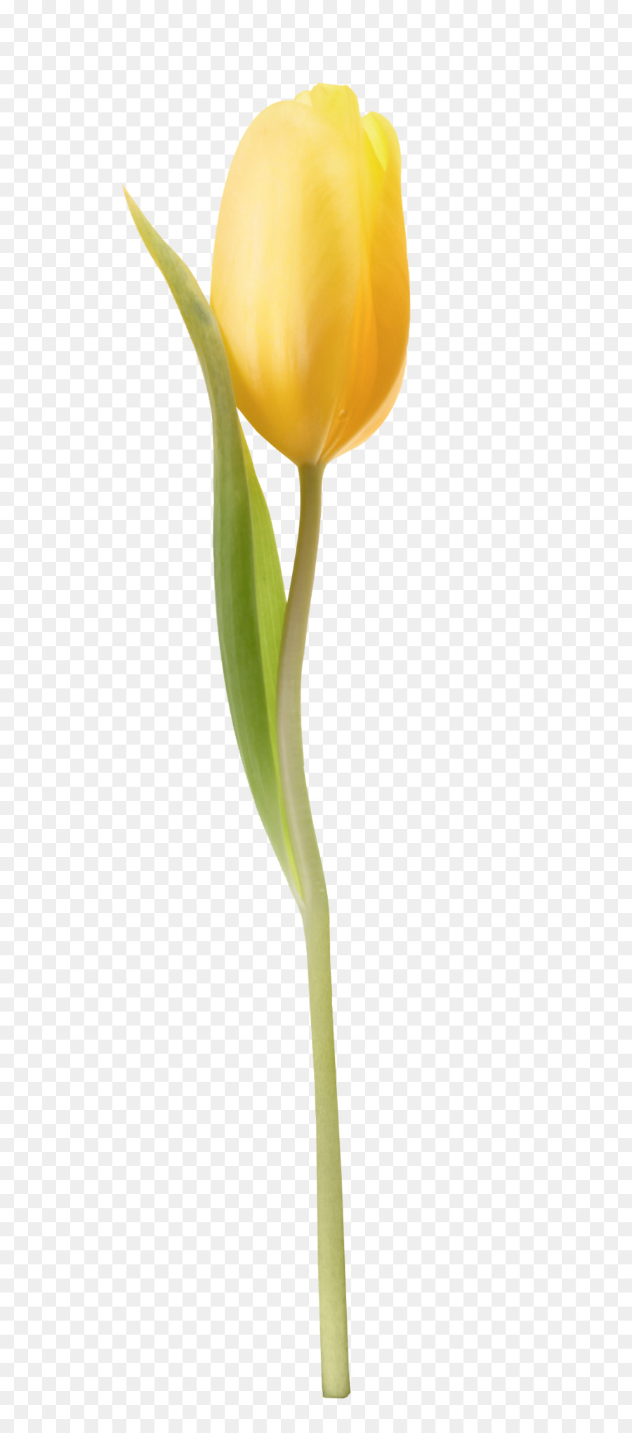 Tulipe Jaune，Floraison PNG