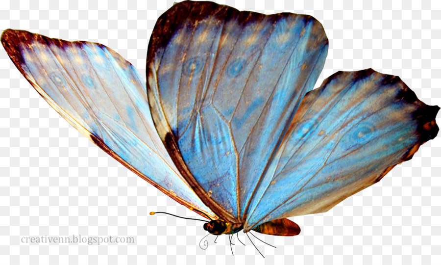 Papillon，Ailes Bleues PNG