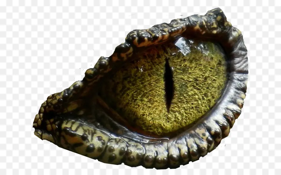 Oeil De Reptile，Œil PNG