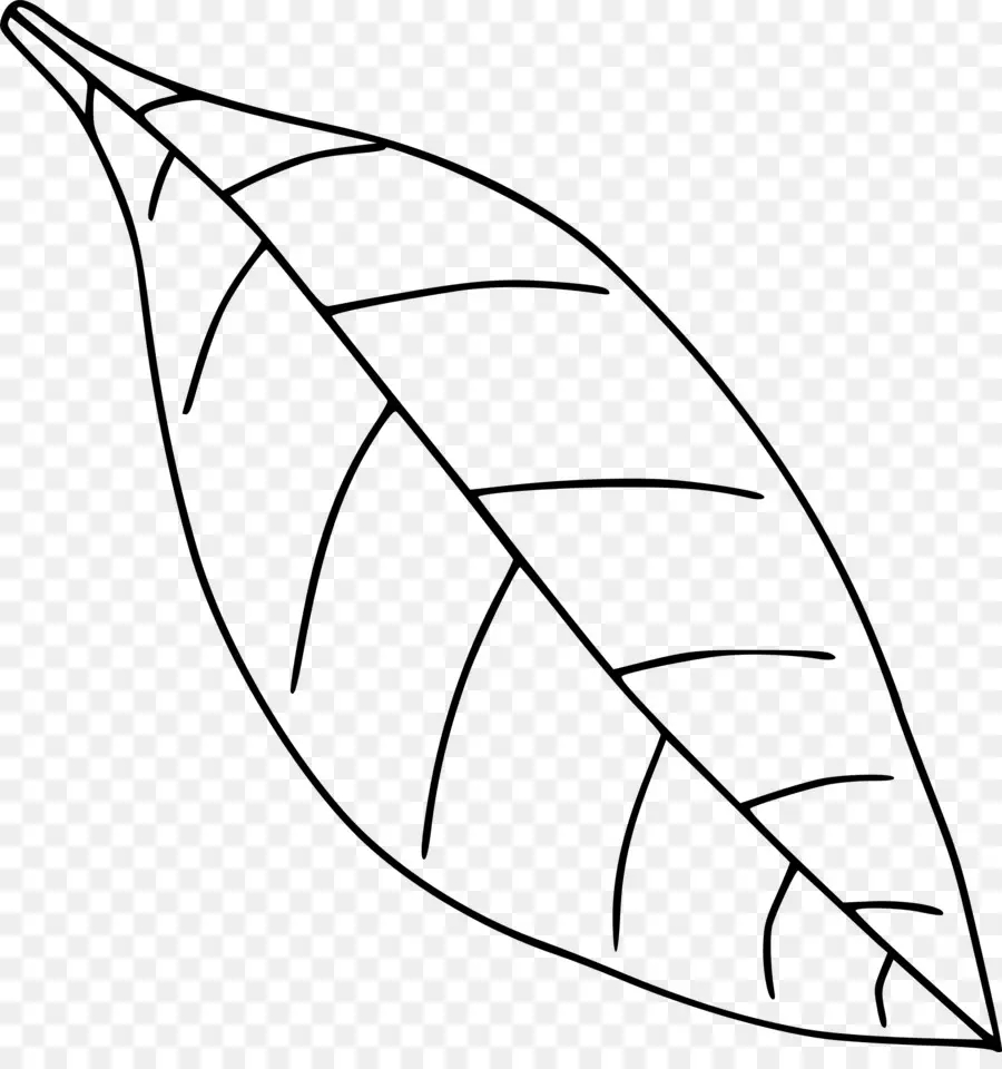 Contour De La Feuille，Feuille PNG