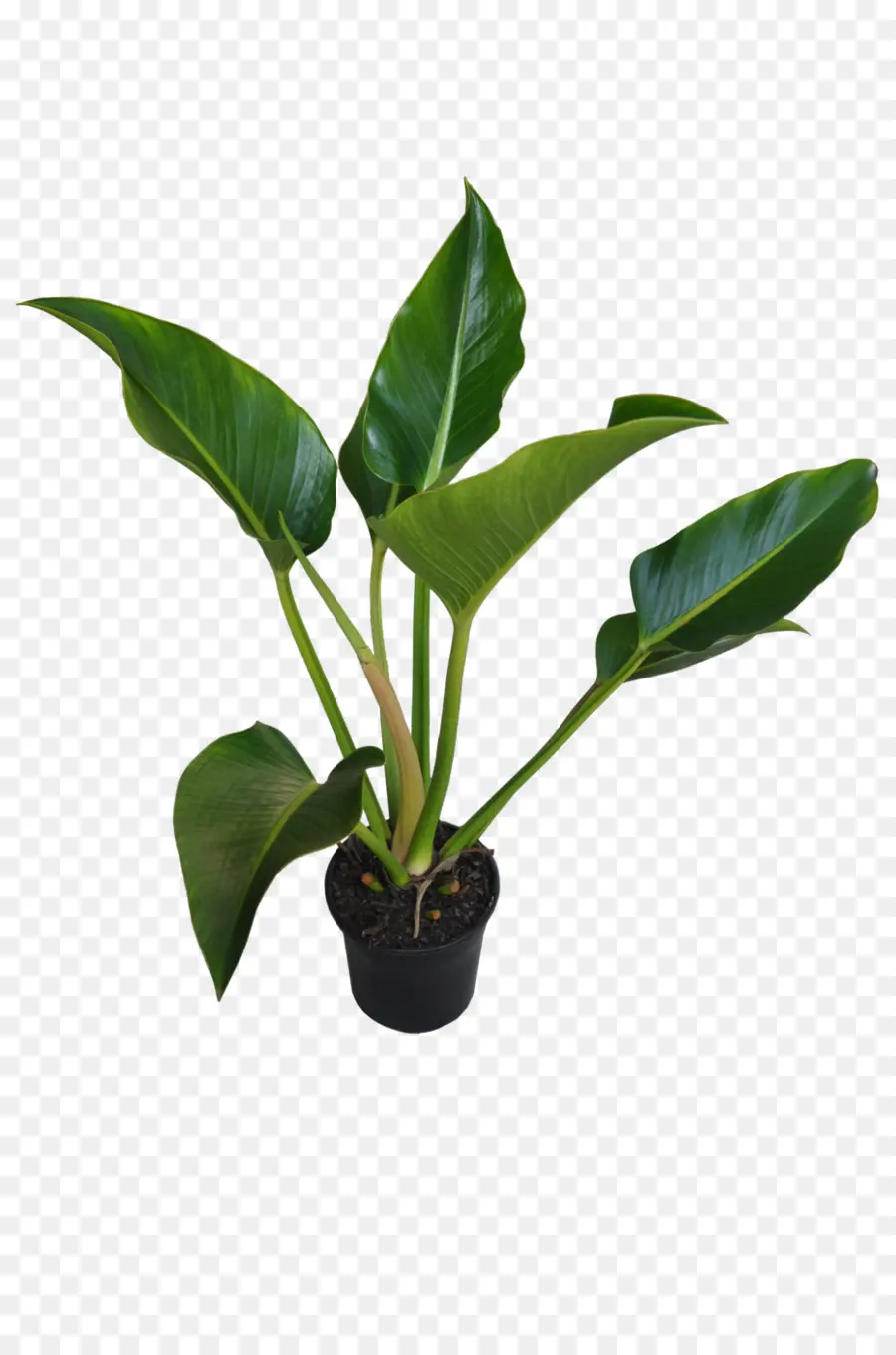 Chlorophytum Comosum，Plante PNG