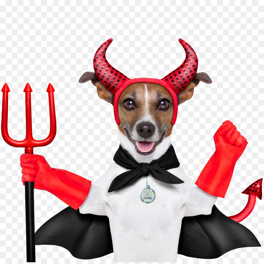 Chien，Costume PNG