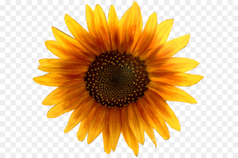 Tournesol Jaune，Fleur PNG