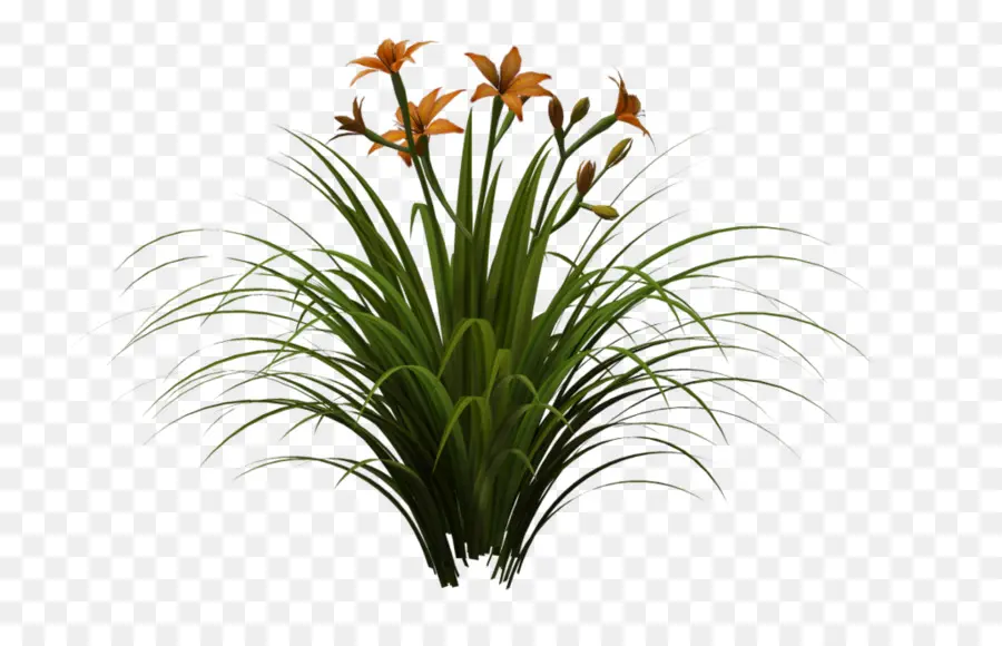 Plante à Fleurs，Fleurs PNG