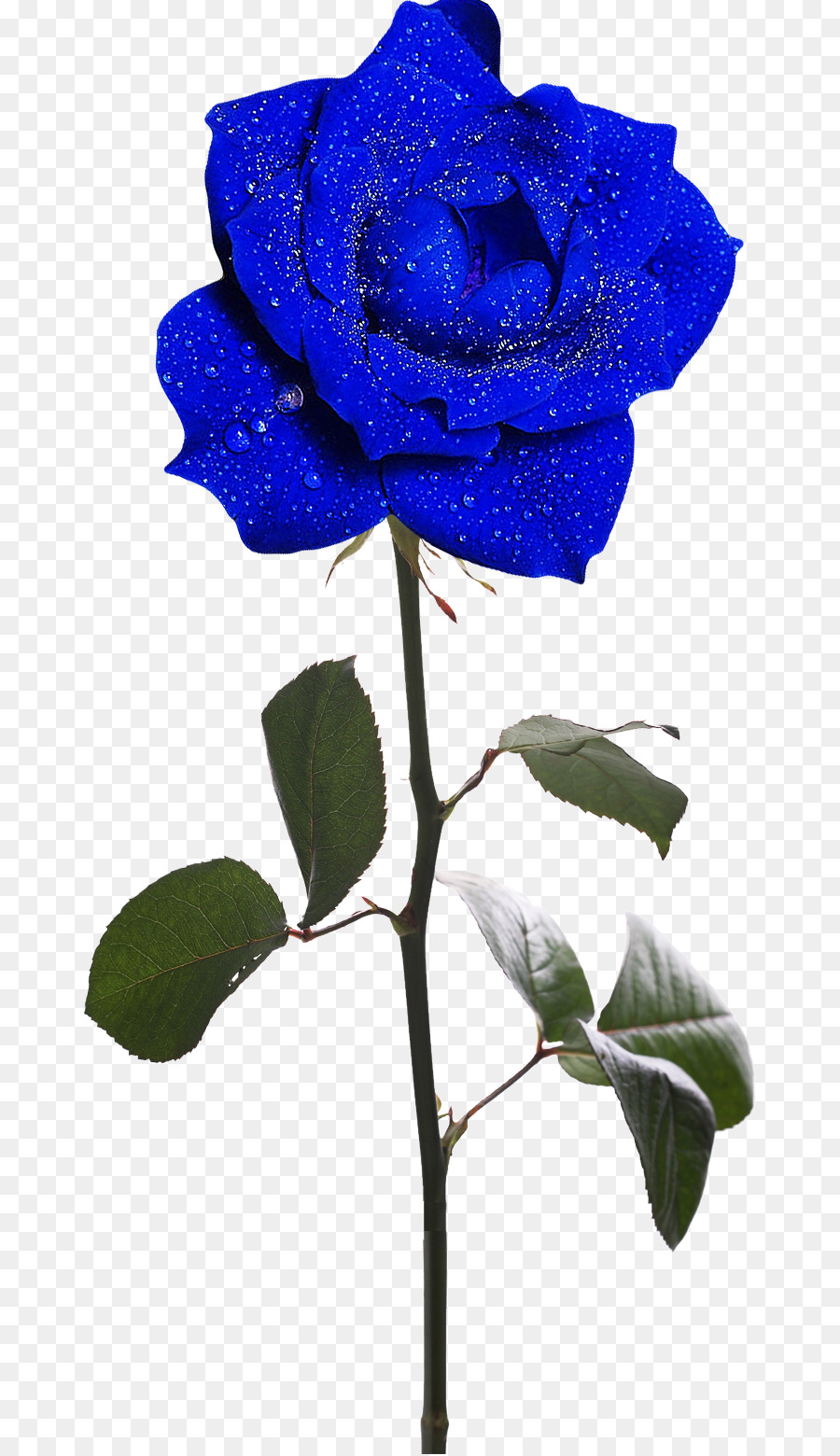 Rose Bleue，Pétales PNG